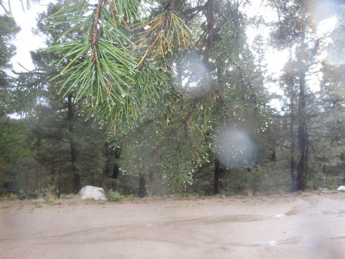 GDMBR: The pine tree kept the majority of the rain off of us.